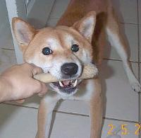 Shibas LOVE games that their owners can play as well.
