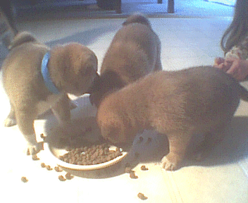 One puppy has gone away to nurse.