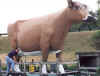 2000_May_Steven_Shiffler_with_cow.jpg (110817 bytes)