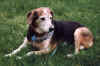 bitsy1_99.jpg (88821 bytes)