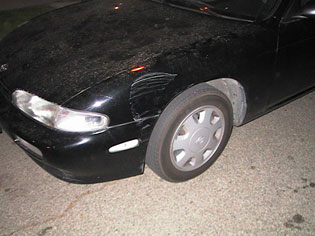 bruinzdent.jpg (20605 bytes)