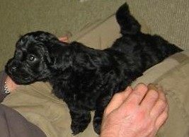 Marley Moo
