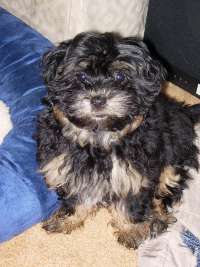 Bailey