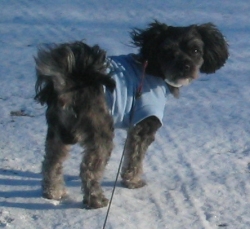shih poo photo