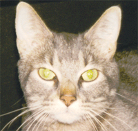 Click on image to view details and enlarged photo