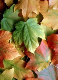 Leaf