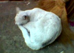 Fabulosa, ang pusang tamad sa kanyang walis tambo.