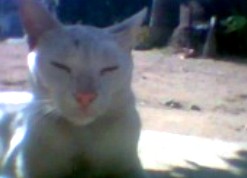 Fabulosa, ang pusang tamad sa kanyang Mona Lisa pose.