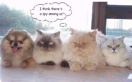 SPY?!?!
