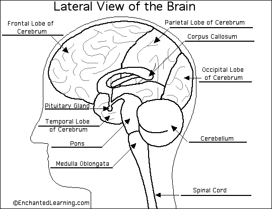brain diagram to label