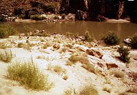 LEFT - 119.7 MILE (MIDDLE) ACACIA REGENERATING IN CAMPSITE. CC=40 1975. NPS, BORDEN.<br>