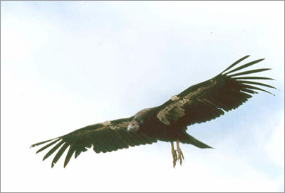 National Park Service Photo