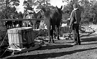 TRANSPORTING CABLE SPOOL TO INDIAN GARDENS. MULE SLED USED TO DRAG 800 LB. POWER CABLE DOWN BRIGHT ANGEL TRAIL. FEB 1947. BOWEN, NPS.