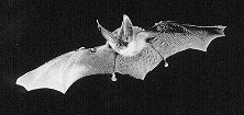 corynorhinus townsendii B.C.I. Photo