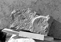 FOSSIL FERN THAT WAS SELECTED FOR DISPLAY AT YAVAPAI MUSEUM. CIRCA 1930 NPS.