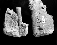 FOSSILS OF MOLLUSCA SCAPHOPODS AND  SEAPHOPODS FLOATING FORMS FROM KAIBAB FORMATION CIRCA 1930. NPS