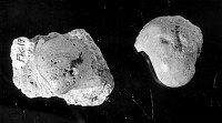 FOSSIL OF  BELLERPHON & SCHIZODUS FROM BRACKISH PHASE OF THE KAIBAB FORMATION. CIRCA 1930. NPS