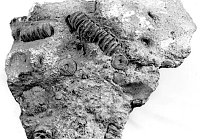 FOSSIL CRINOID. A MARINE ANIMAL, FLOWERLIKE, ANCHORED BY A STALK.  GRCA 14466. 26 MAR 1993. QUINN, NPS.