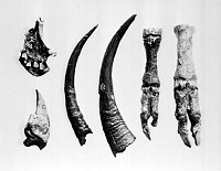 BONES OF VARIOUS ANIMALS COLLECTED FROM RAMPART CAVE. INCLUDES BIGHORN SHEEP JAW, GROUND SLOTH CLAW AND HARRINGTON'S MOUNTAIN GOAT HORNS AND BONES. SEPT 1936. NPS.