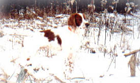 a very strong and stylish pointing dog