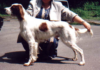 Ciaran, a handsome male