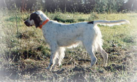 a very biddable and stylish pointing dog