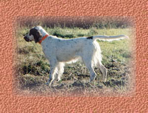 a very biddable and stylish pointing dog