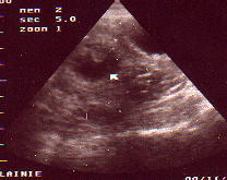 a view of puppies at the earliest stage.