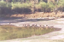 Chital