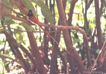 Paradise Flycatcher