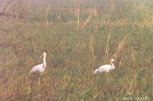 Siberian Cranes