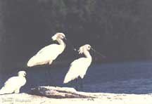 Spoonbills (Ranganthittoo)