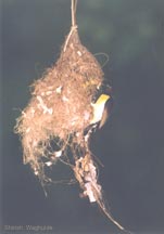 Sunbird
