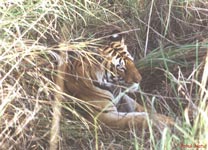 Tigress