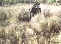 From Elephant back