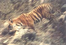 Ranthambhor