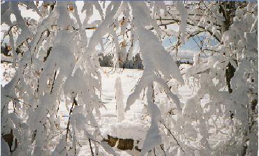 WinterWonderland1