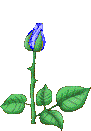 bloominrose4