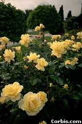 Rose blooming in the garden