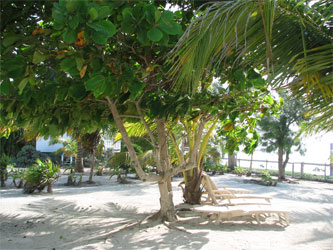 Almond and Palm Trees