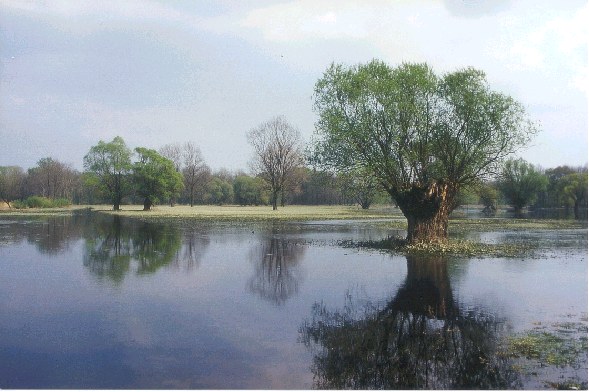 Wet Meadows along the Morava River with coppice willows, the latter providing habitat for many insects, bats and geese