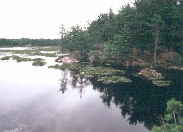 Marsh -- a wet area, characterized by emergent herbaceous vegetation, like&nbsp; cattails. The soils are usually high in organic matter, (in shllow water)