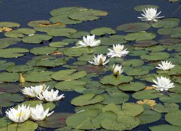 How Beautiful is Nature? Shallow open water