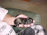 4 weeks old