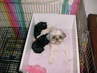 Mom and babies