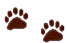paw image