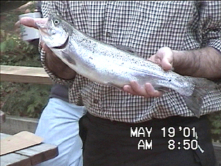 Pete's Rainbow