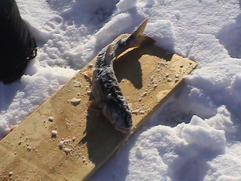 Duncan's frosty laker...
