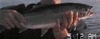 {short description of image}