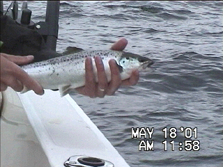 A small salmon